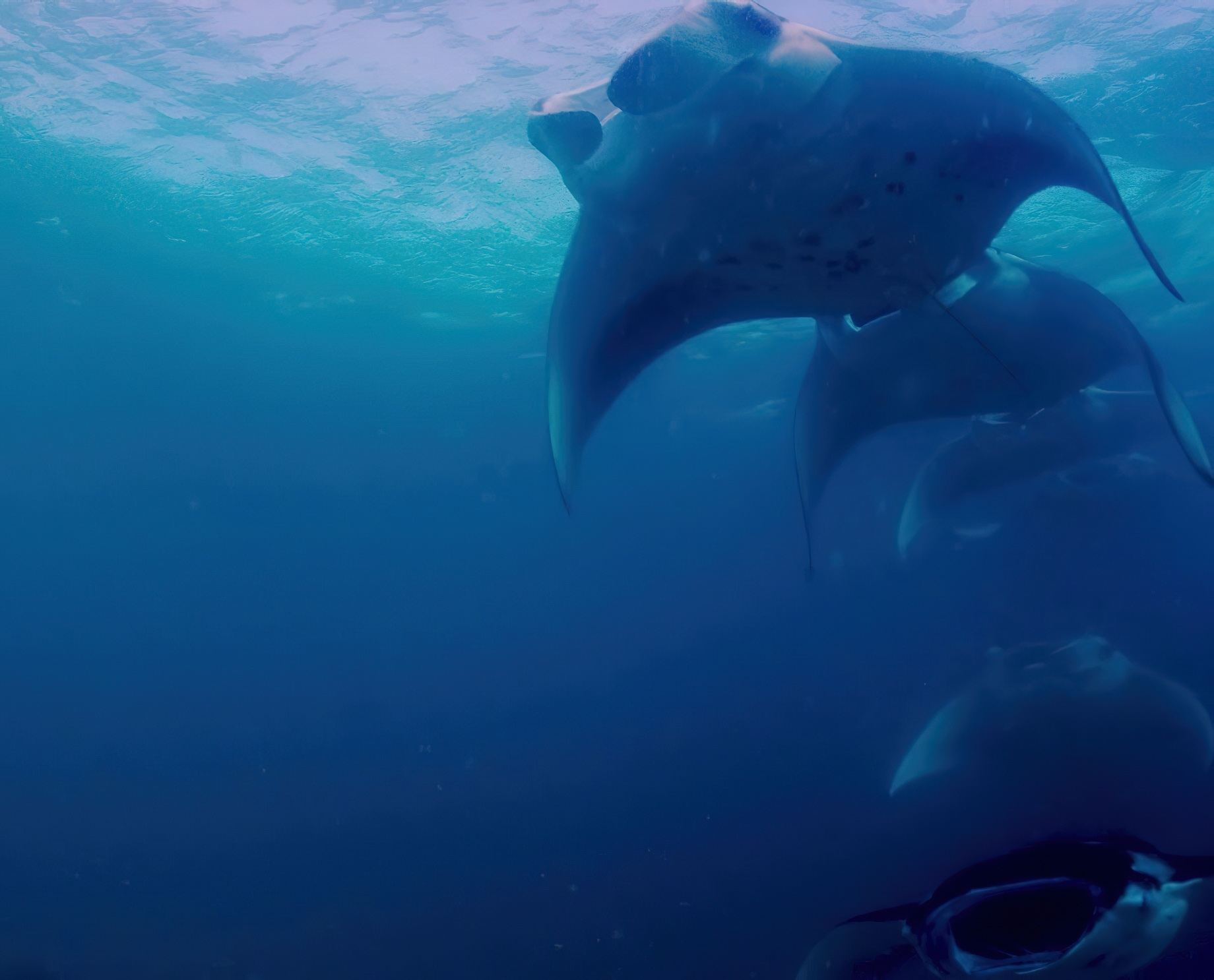 Anantara Kihavah Maldives Villas Resort - Baa Atoll, Maldives - Manta Rays