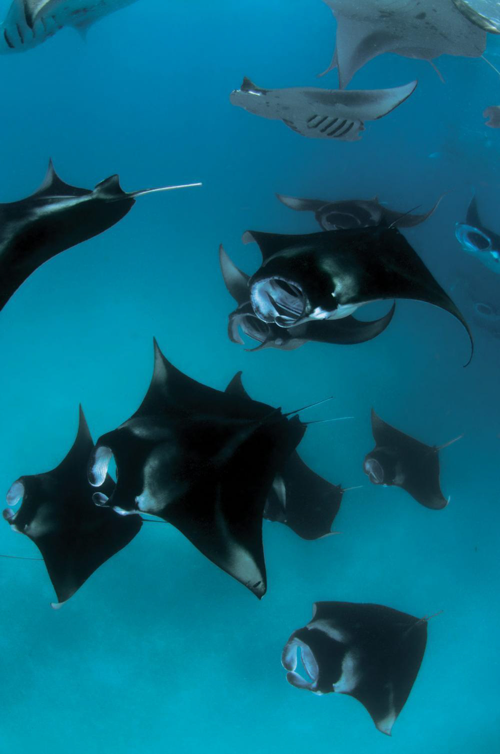 Anantara Kihavah Maldives Villas Resort - Baa Atoll, Maldives - Manta Rays