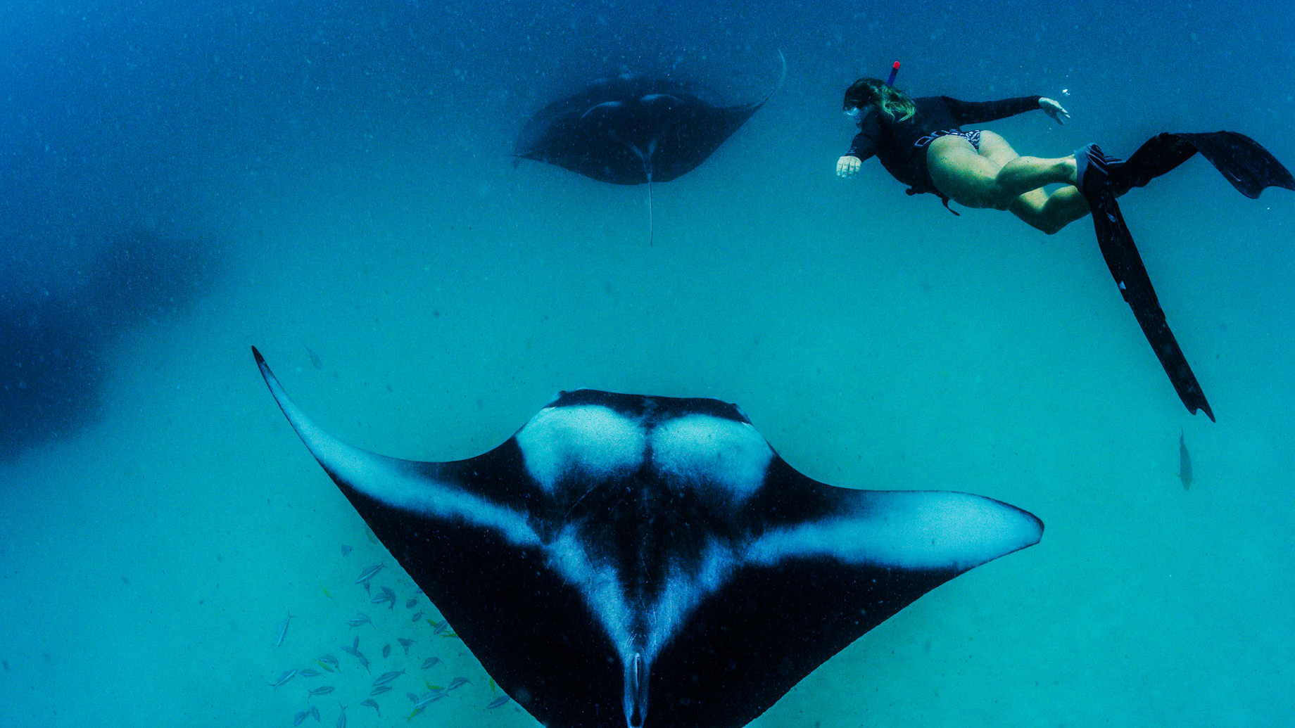 Anantara Kihavah Maldives Villas Resort - Baa Atoll, Maldives - Manta Ray Snorkelling