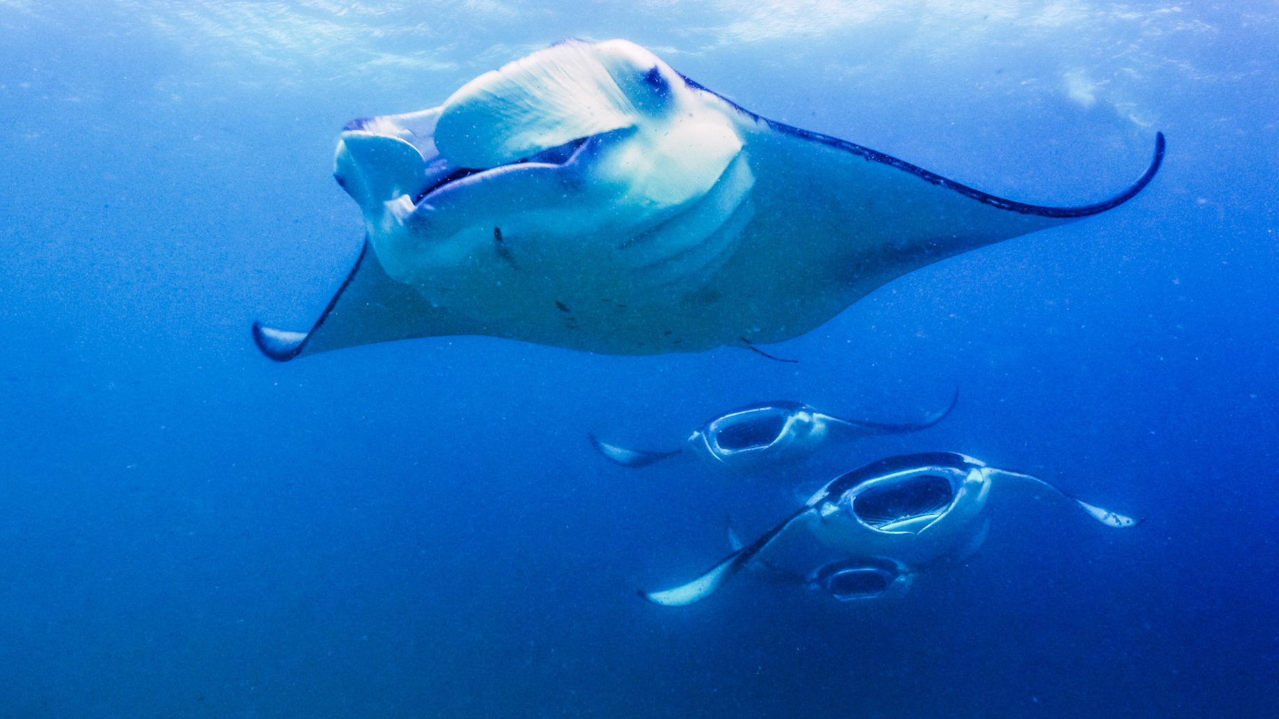 Anantara Kihavah Maldives Villas Resort - Baa Atoll, Maldives - Manta Rays