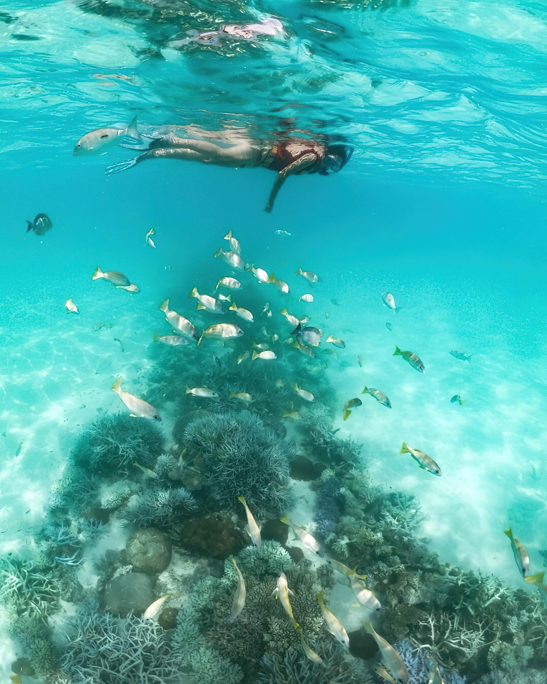 Naladhu Private Island Maldives Resort – South Male Atoll, Maldives – Snorkelling