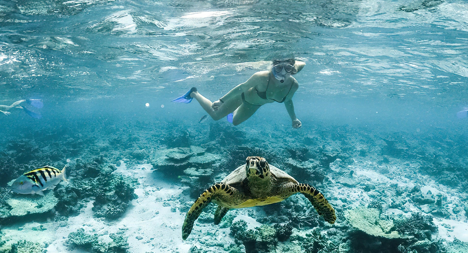 Naladhu Private Island Maldives Resort - South Male Atoll, Maldives - Snorkelling