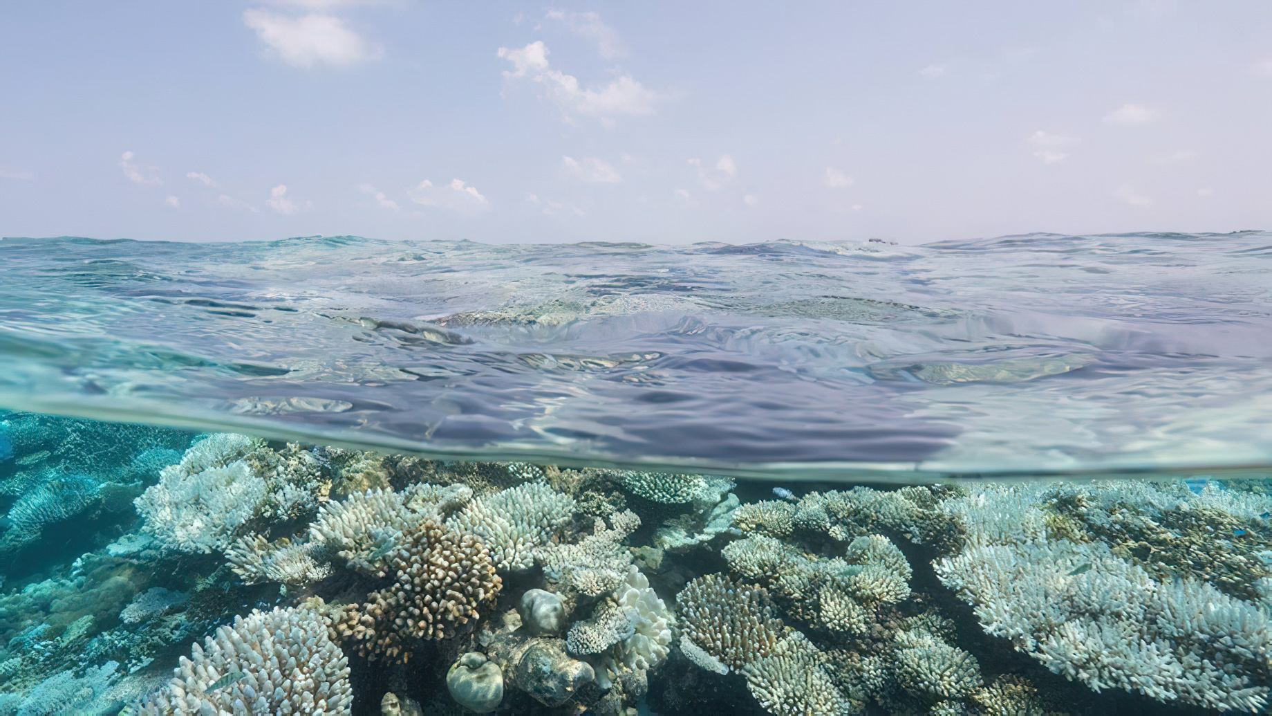 Naladhu Private Island Maldives Resort – South Male Atoll, Maldives – Coral Reef Underwater View