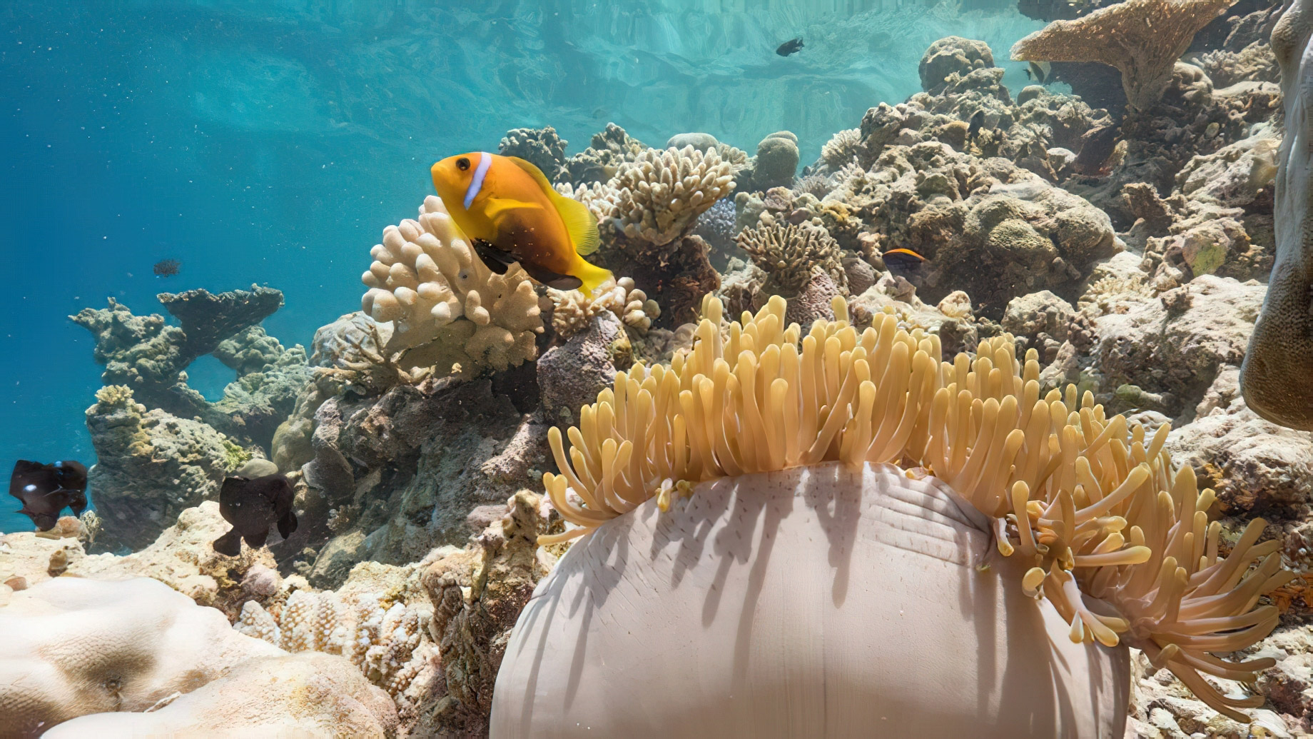 Naladhu Private Island Maldives Resort – South Male Atoll, Maldives – Coral Reef Underwater View