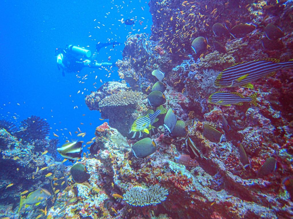 Naladhu Private Island Maldives Resort - South Male Atoll, Maldives - Coral Reef Underwater View
