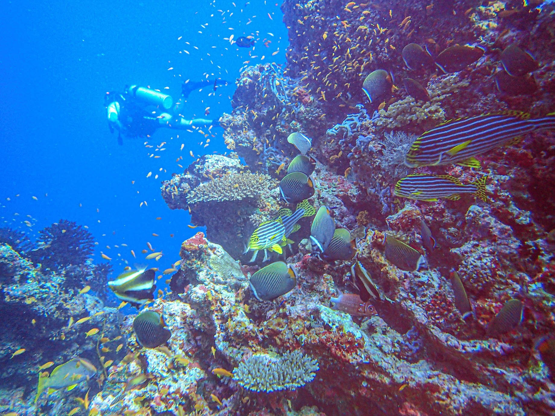 Naladhu Private Island Maldives Resort – South Male Atoll, Maldives – Coral Reef Underwater View