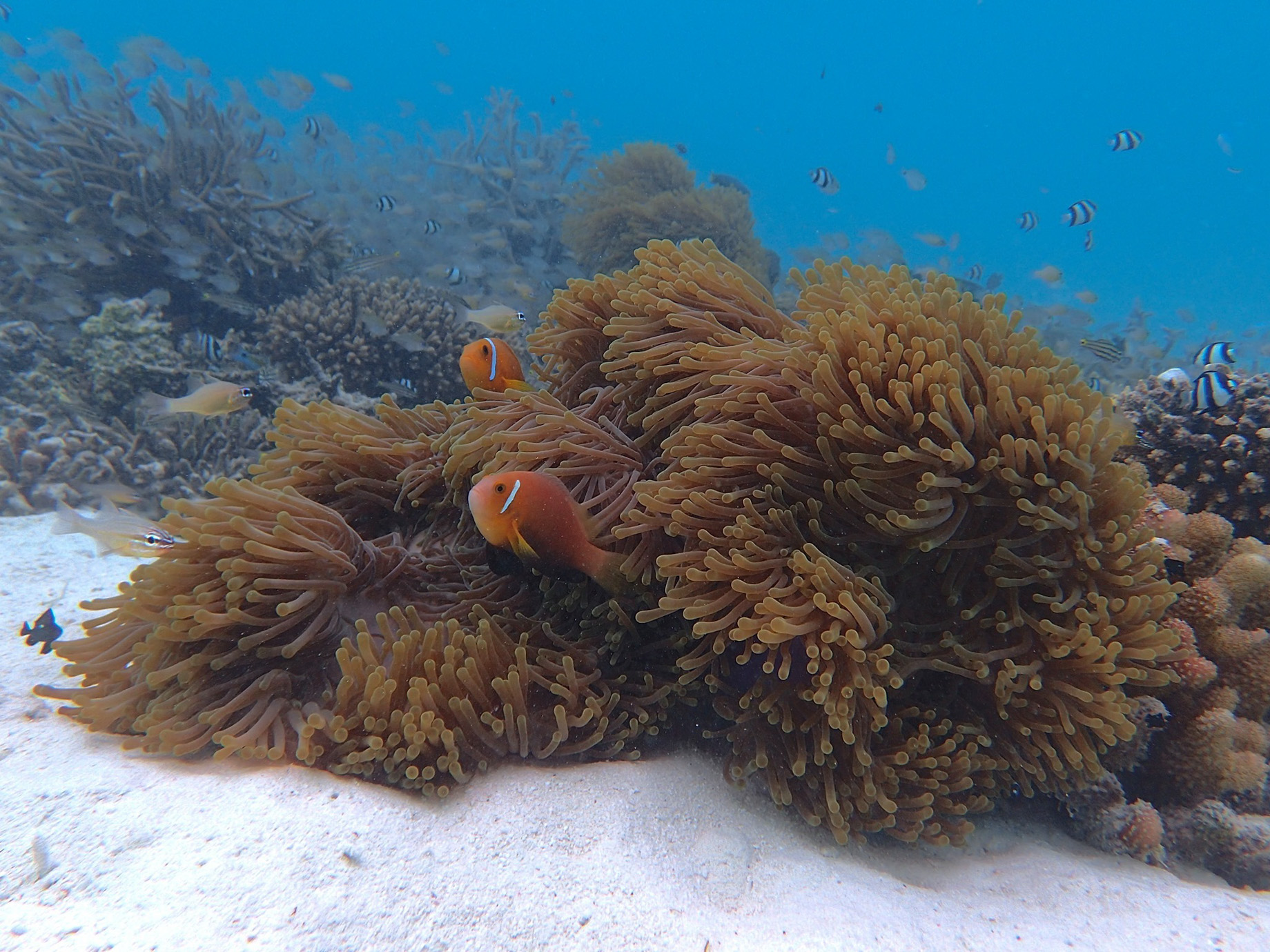 Naladhu Private Island Maldives Resort - South Male Atoll, Maldives - Coral Reef Underwater View