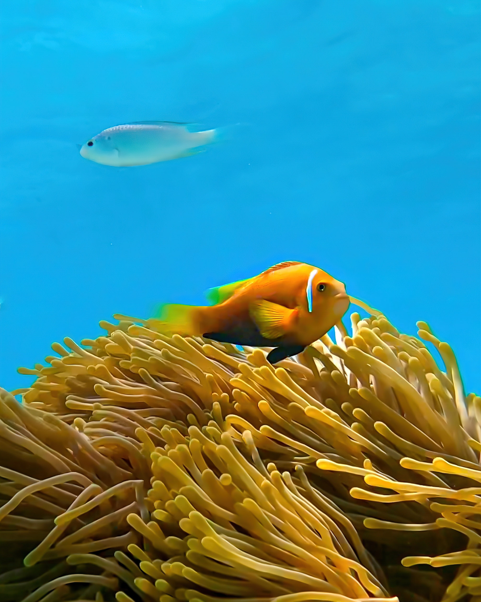 Naladhu Private Island Maldives Resort – South Male Atoll, Maldives – Coral Reef Underwater View