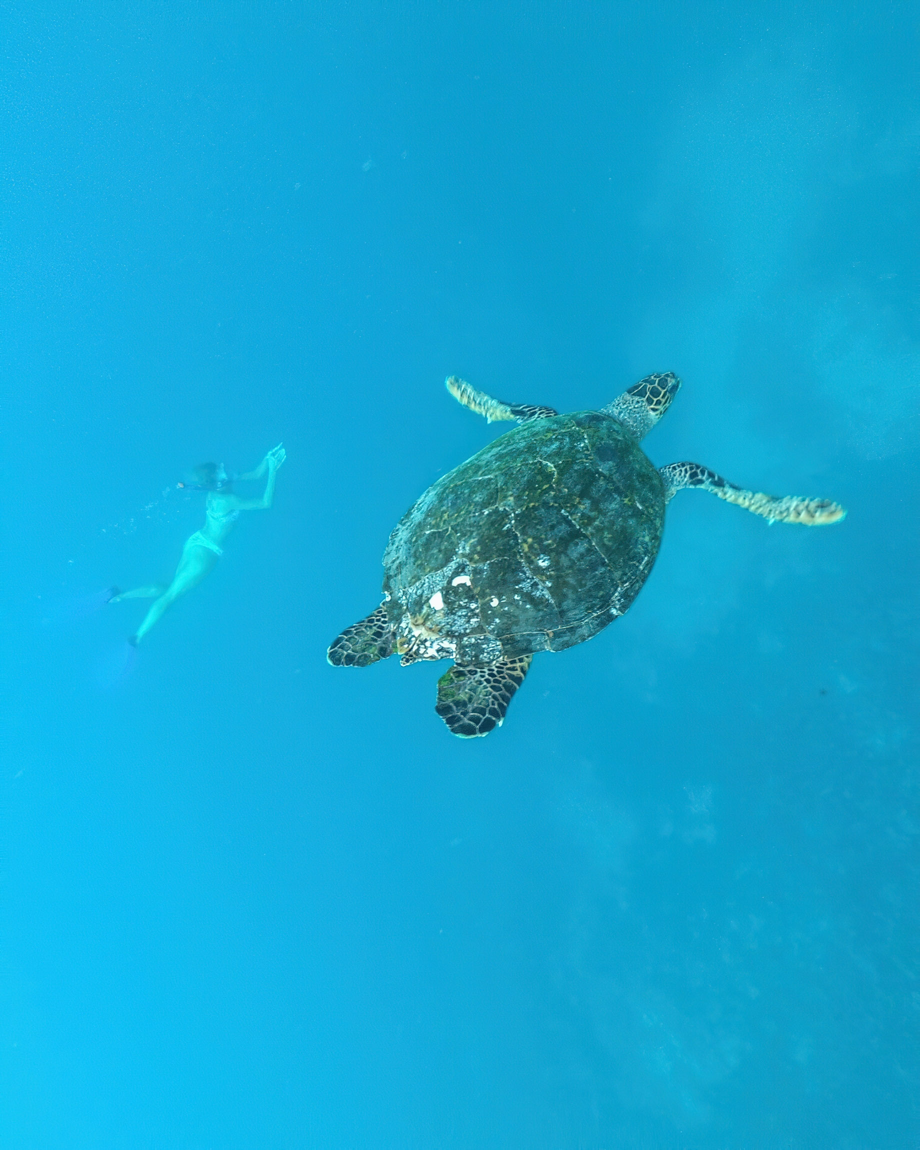 Naladhu Private Island Maldives Resort – South Male Atoll, Maldives – Turtle Underwater View