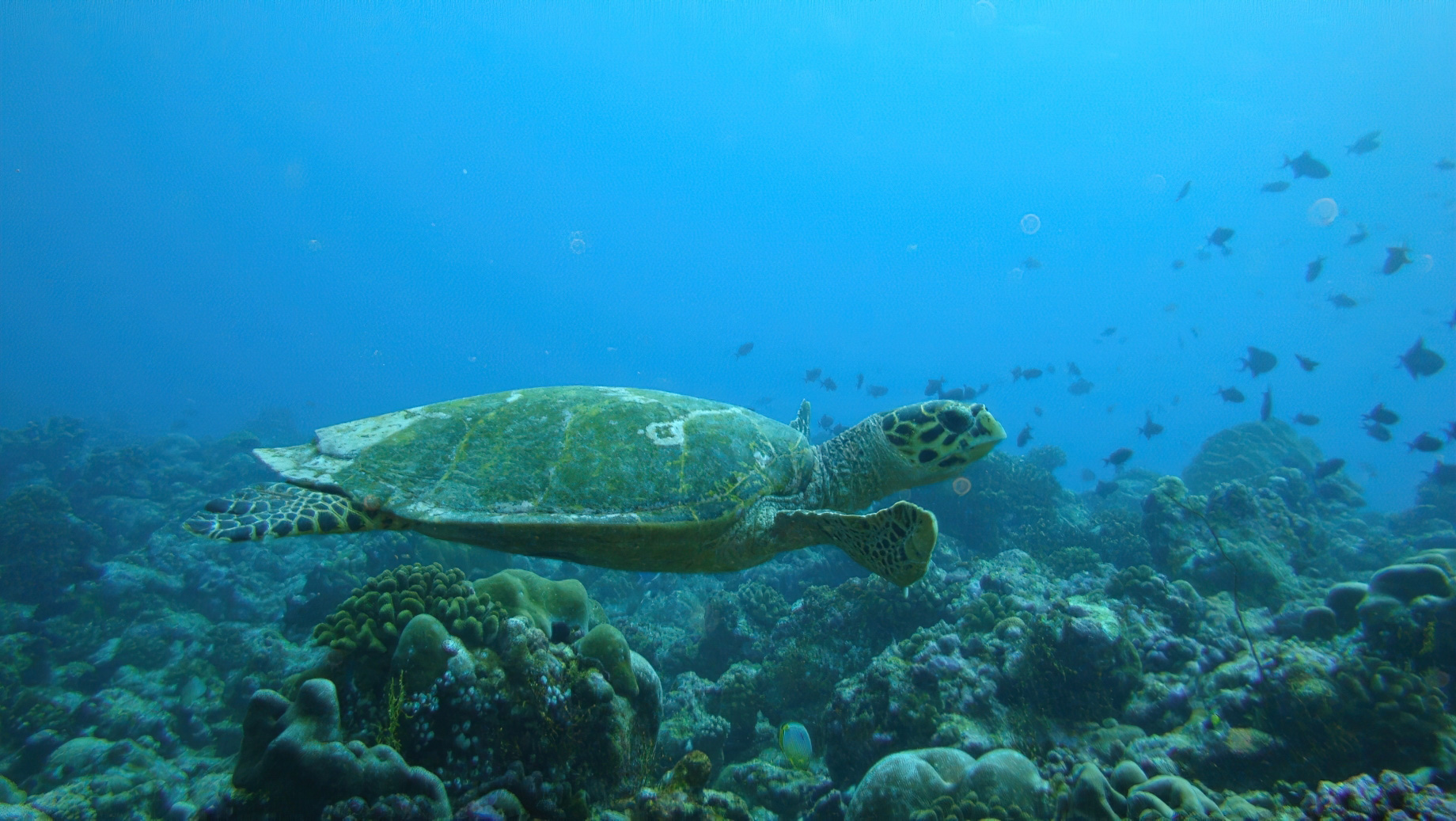 Naladhu Private Island Maldives Resort – South Male Atoll, Maldives – Turtle Underwater View