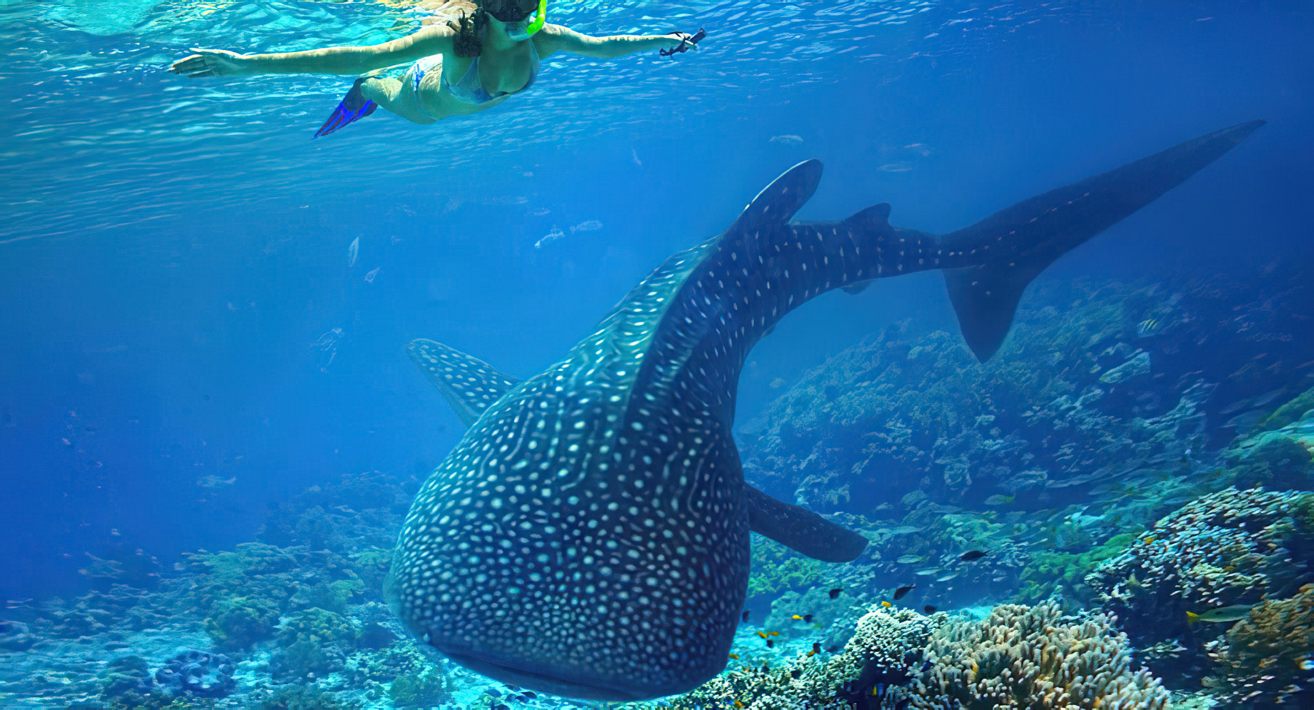 Naladhu Private Island Maldives Resort - South Male Atoll, Maldives - Snorkelling