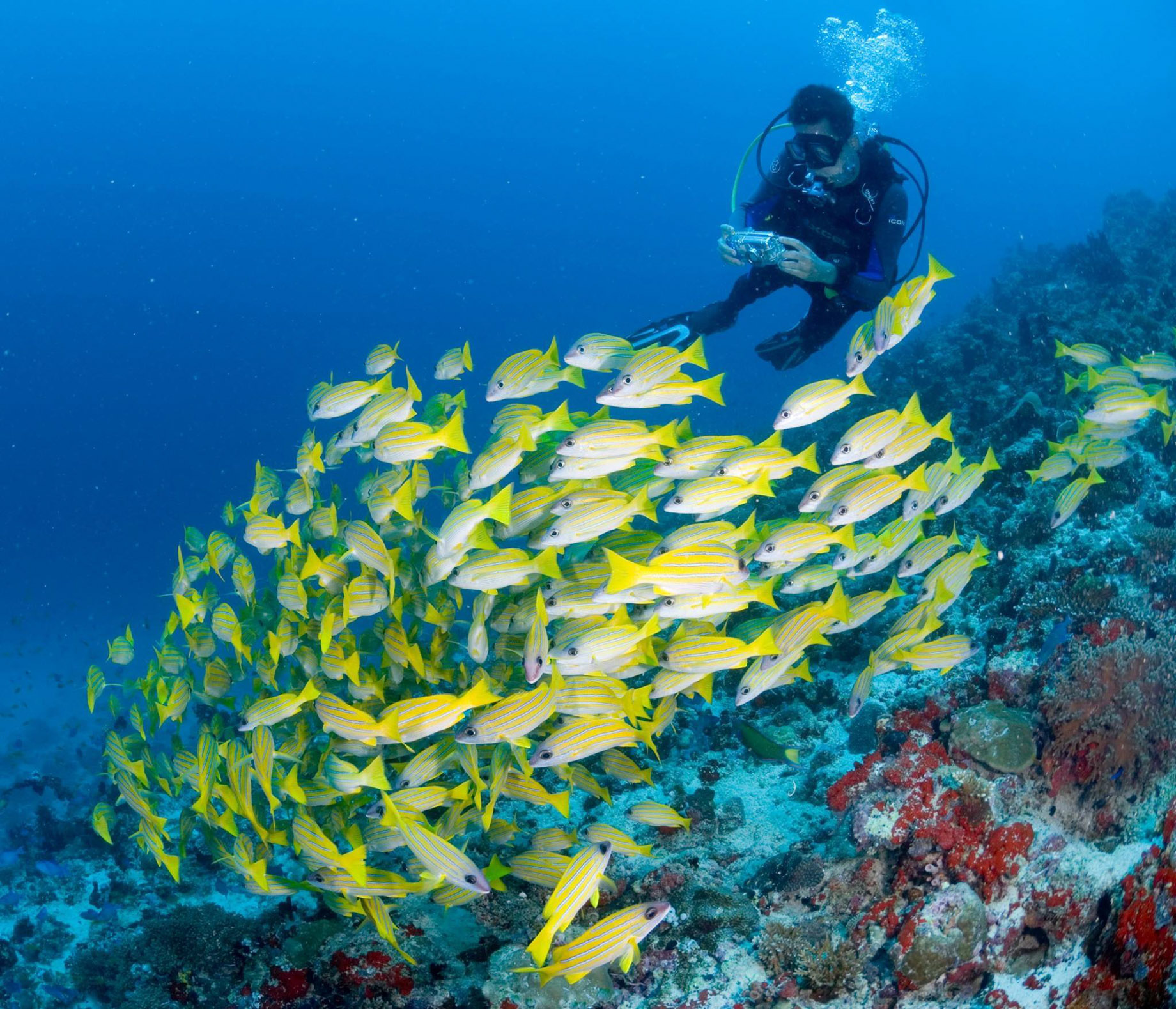 Niyama Private Islands Maldives Resort – Dhaalu Atoll, Maldives – Scuba Diving