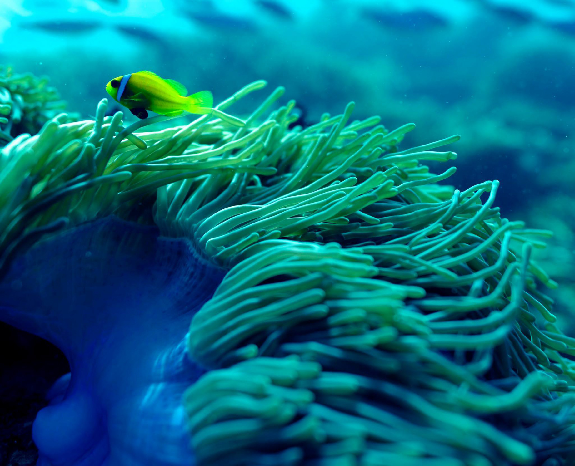 Niyama Private Islands Maldives Resort – Dhaalu Atoll, Maldives – Underwater View