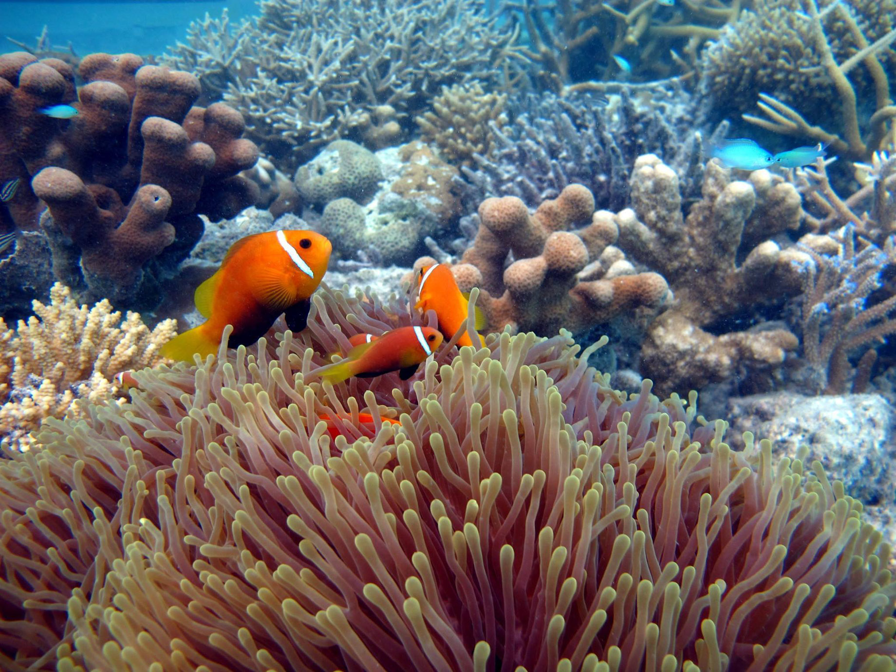 Niyama Private Islands Maldives Resort – Dhaalu Atoll, Maldives – Fish Underwater