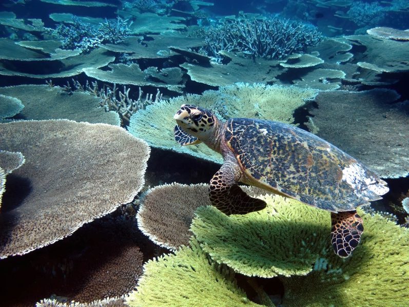 Niyama Private Islands Maldives Resort - Dhaalu Atoll, Maldives - Turtle Underwater
