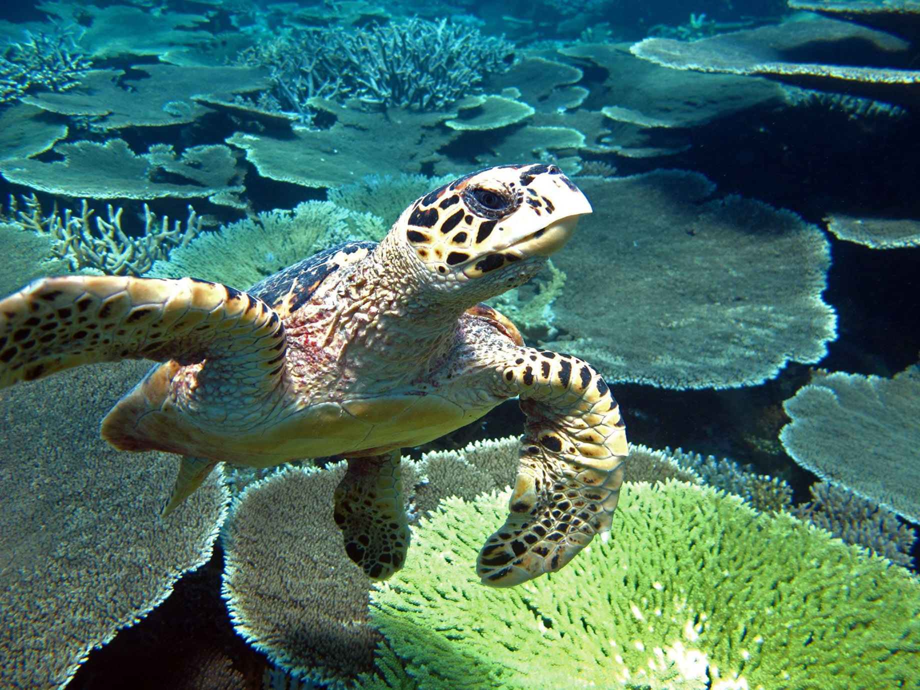 Niyama Private Islands Maldives Resort – Dhaalu Atoll, Maldives – Turtle Underwater