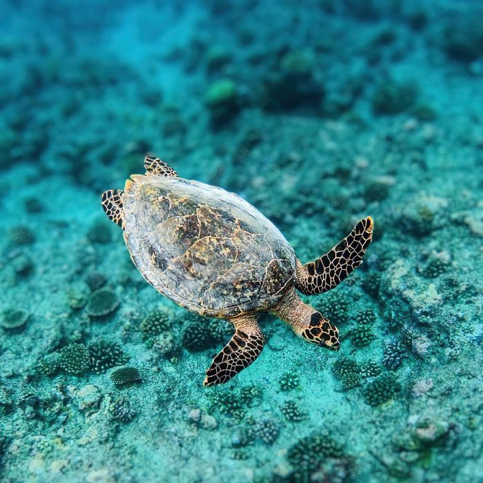Niyama Private Islands Maldives Resort - Dhaalu Atoll, Maldives - Turtle Underwater