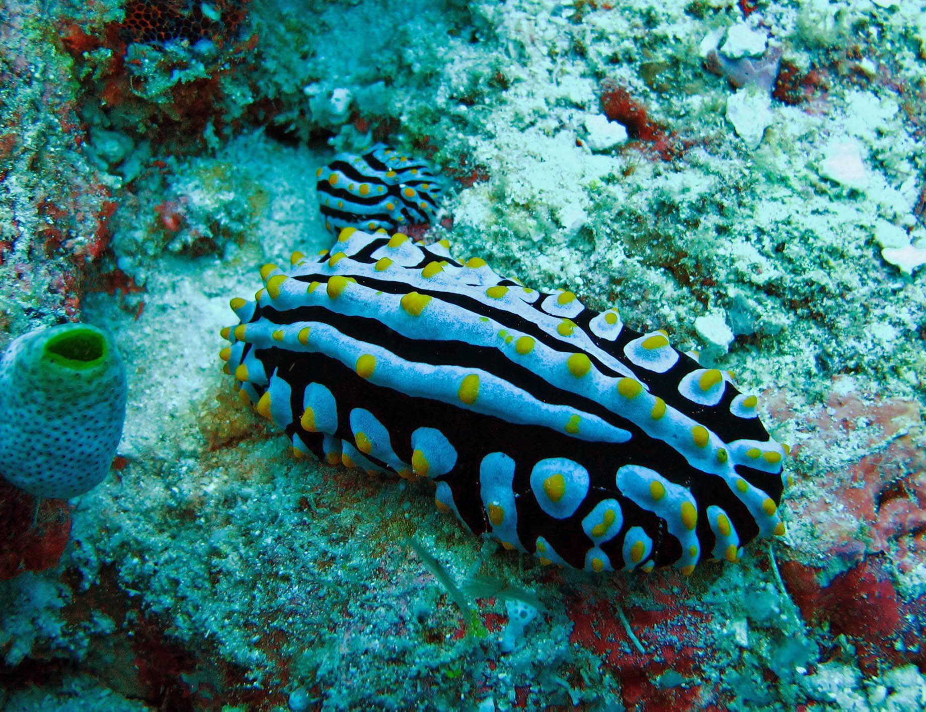 Niyama Private Islands Maldives Resort – Dhaalu Atoll, Maldives – Underwater View