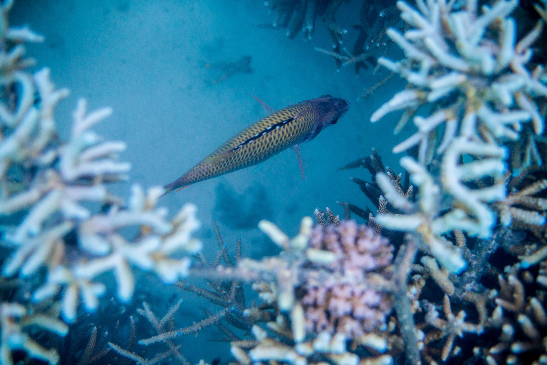 Niyama Private Islands Maldives Resort – Dhaalu Atoll, Maldives – Underwater View