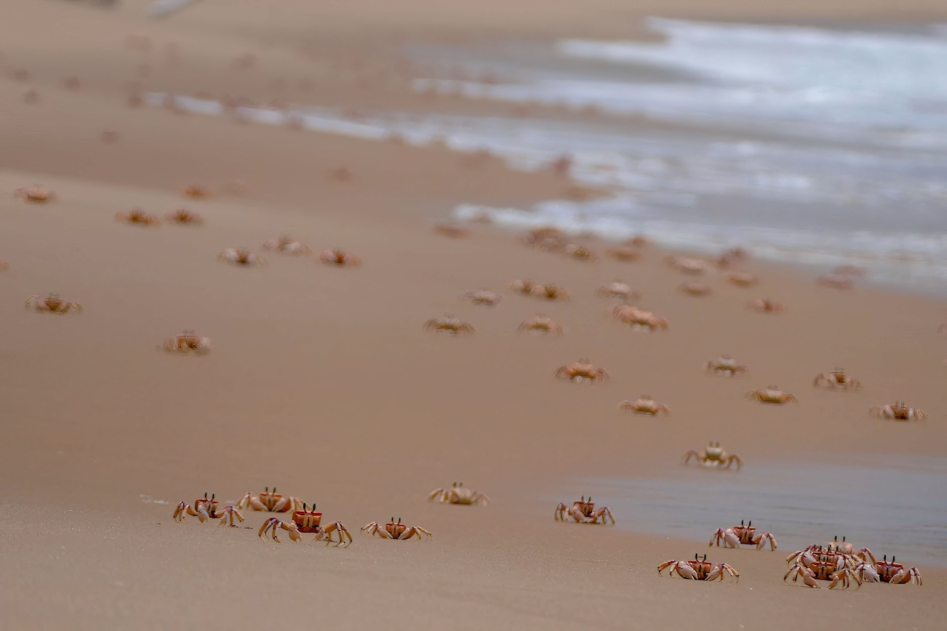 Anantara Bazaruto Island Resort – Mozambique – Crabs