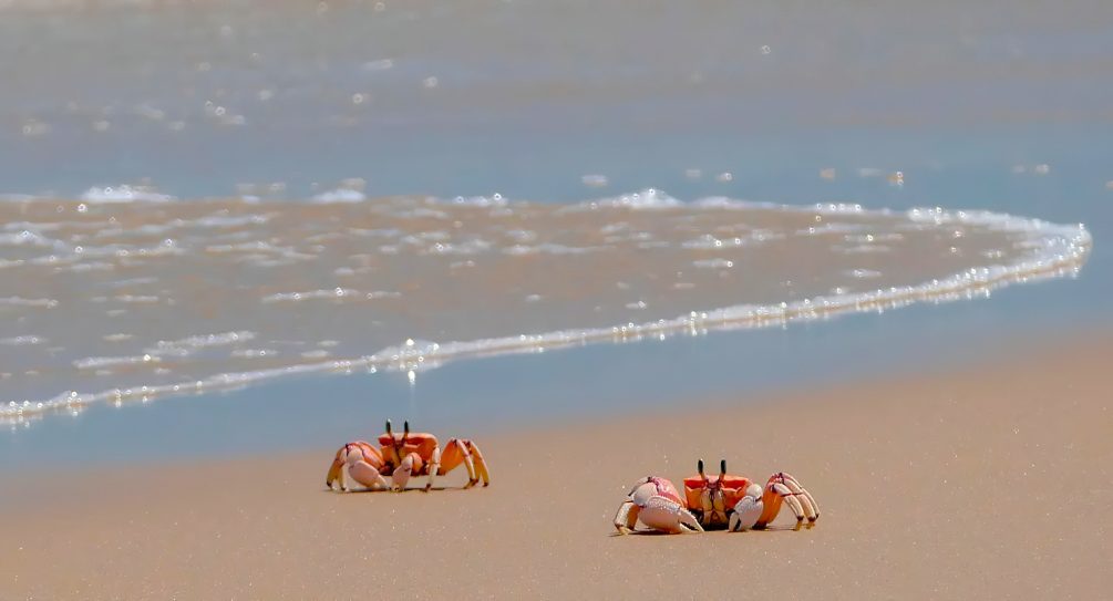 Anantara Bazaruto Island Resort - Mozambique - Crabs