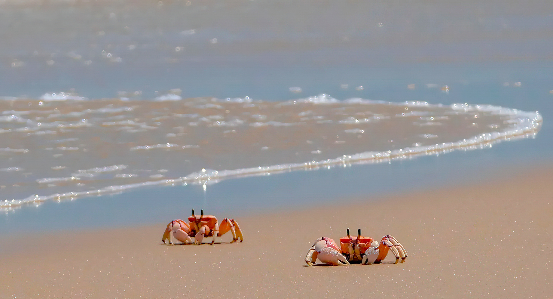 Anantara Bazaruto Island Resort – Mozambique – Crabs