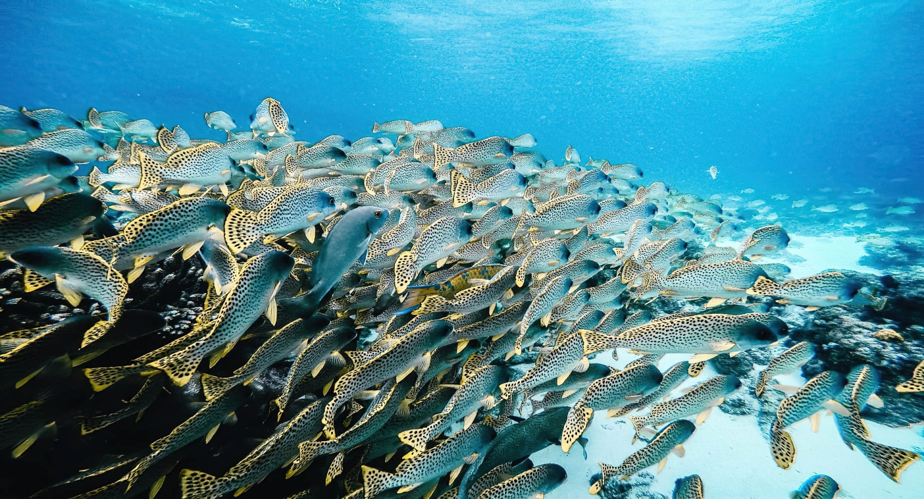Anantara Bazaruto Island Resort - Mozambique - Underwater View