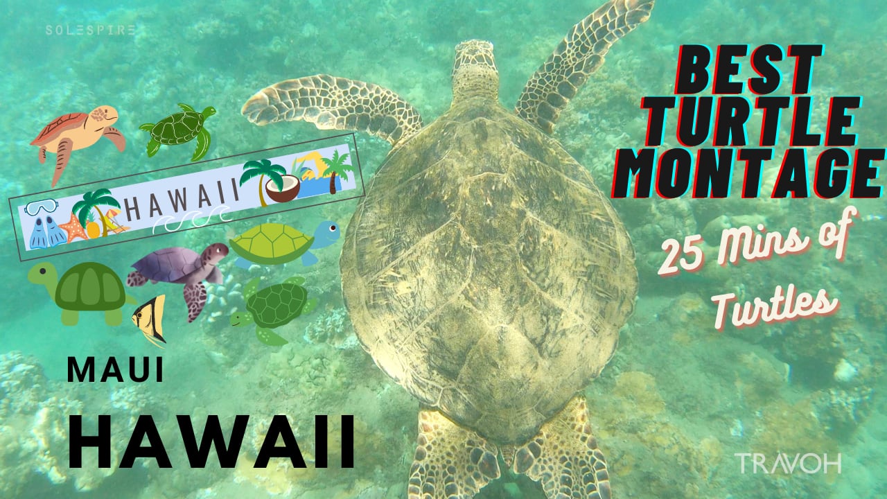 25 Minutes - Turtles, Coral Reef, Tropical Fish Snorkelling - Maui, Hawaii - Sea Life - 4K Travel