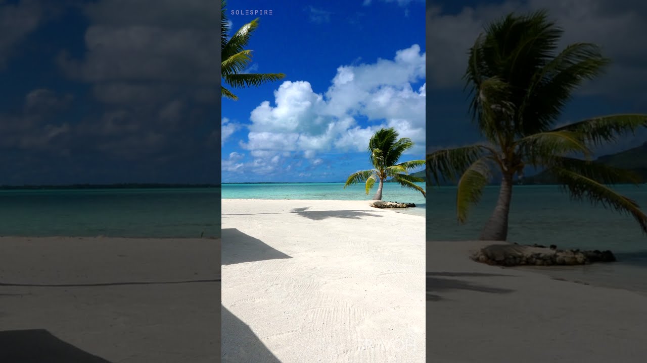 Bora Bora Beach Life - Tropical Sea Views - Motu Tane Island - French Polynesia #shorts