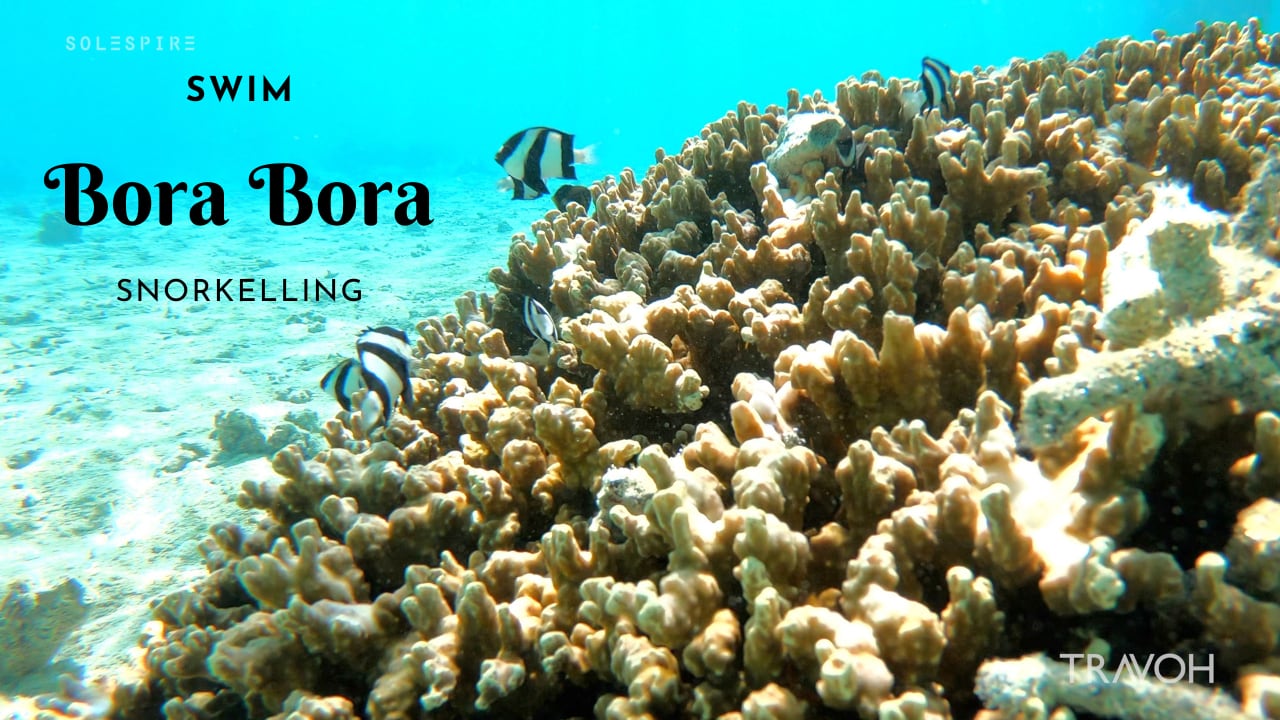 Explore Tropical Island Coral Ocean Paradise Nature - Bora Bora, French Polynesia - 4K Travel