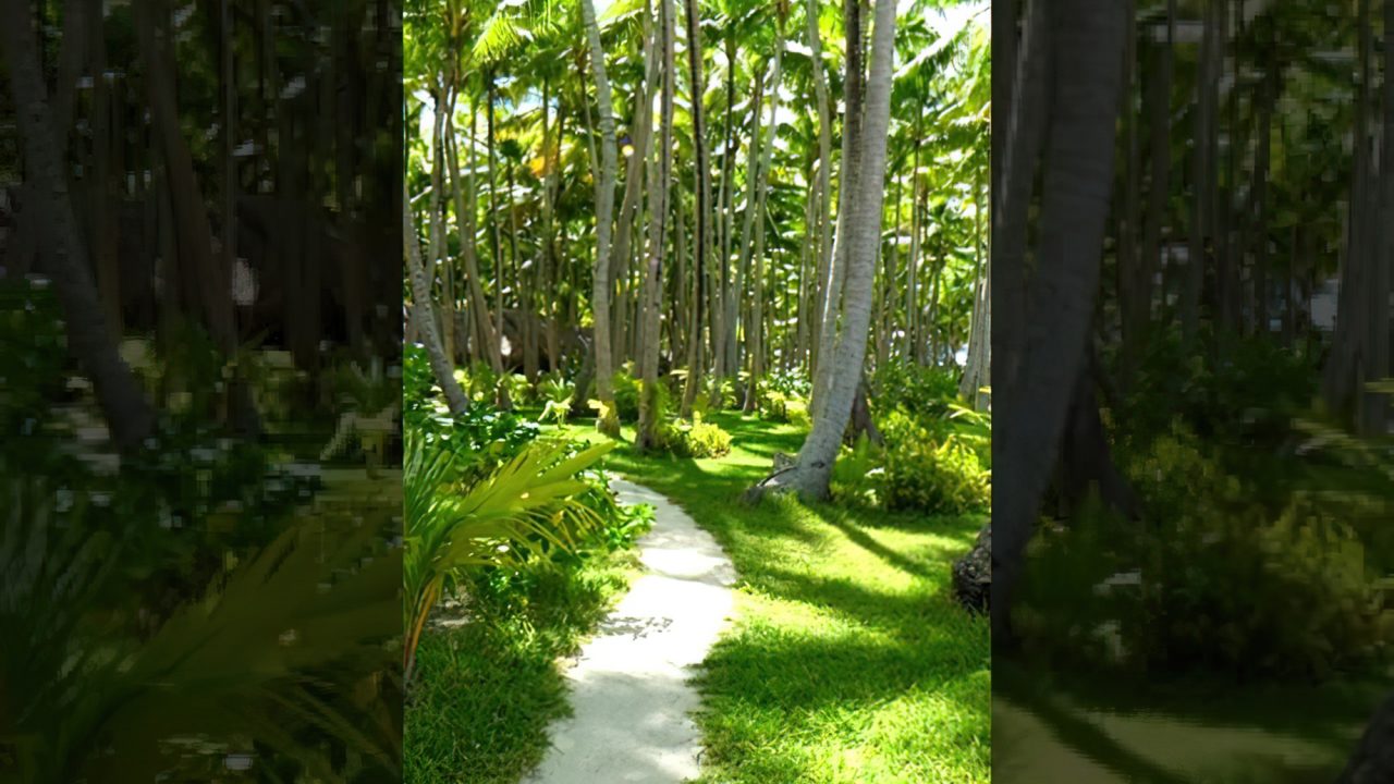 Lush Palm Trees - Motu Tane Tropical Island Paradise - Bora Bora, French Polynesia #shorts
