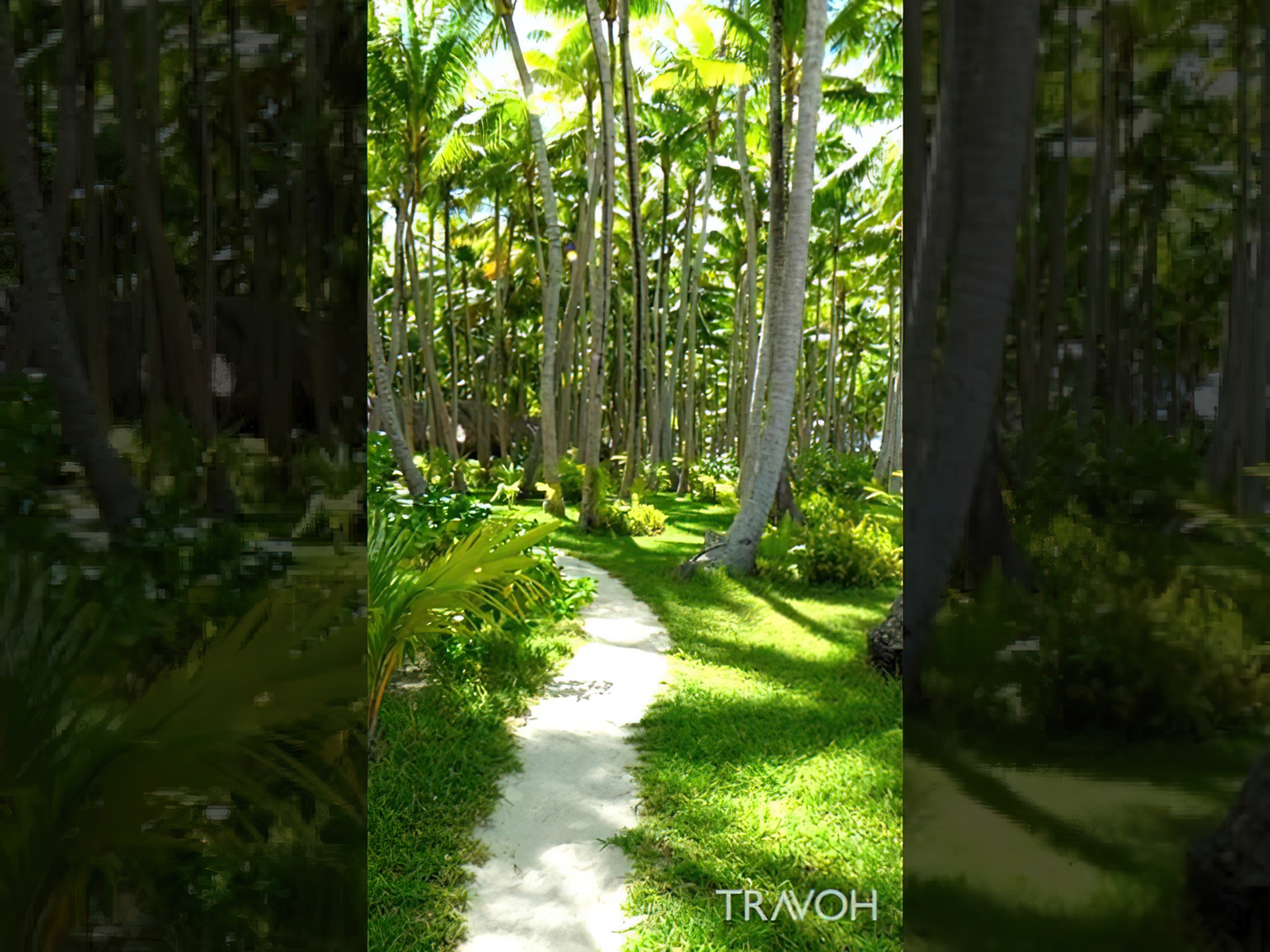 Lush Palm Trees - Motu Tane Tropical Island Paradise - Bora Bora, French Polynesia #shorts