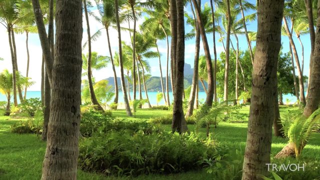 Palm Tree Nature, Sea - Tropical Island Walk - Vacation - Bora Bora, French Polynesia - 4K Travel