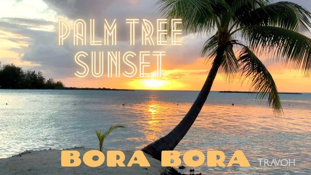 Palm Tree Sunset - Relaxing Tropical Island Meditation - Bora Bora, French Polynesia - 4K Travel