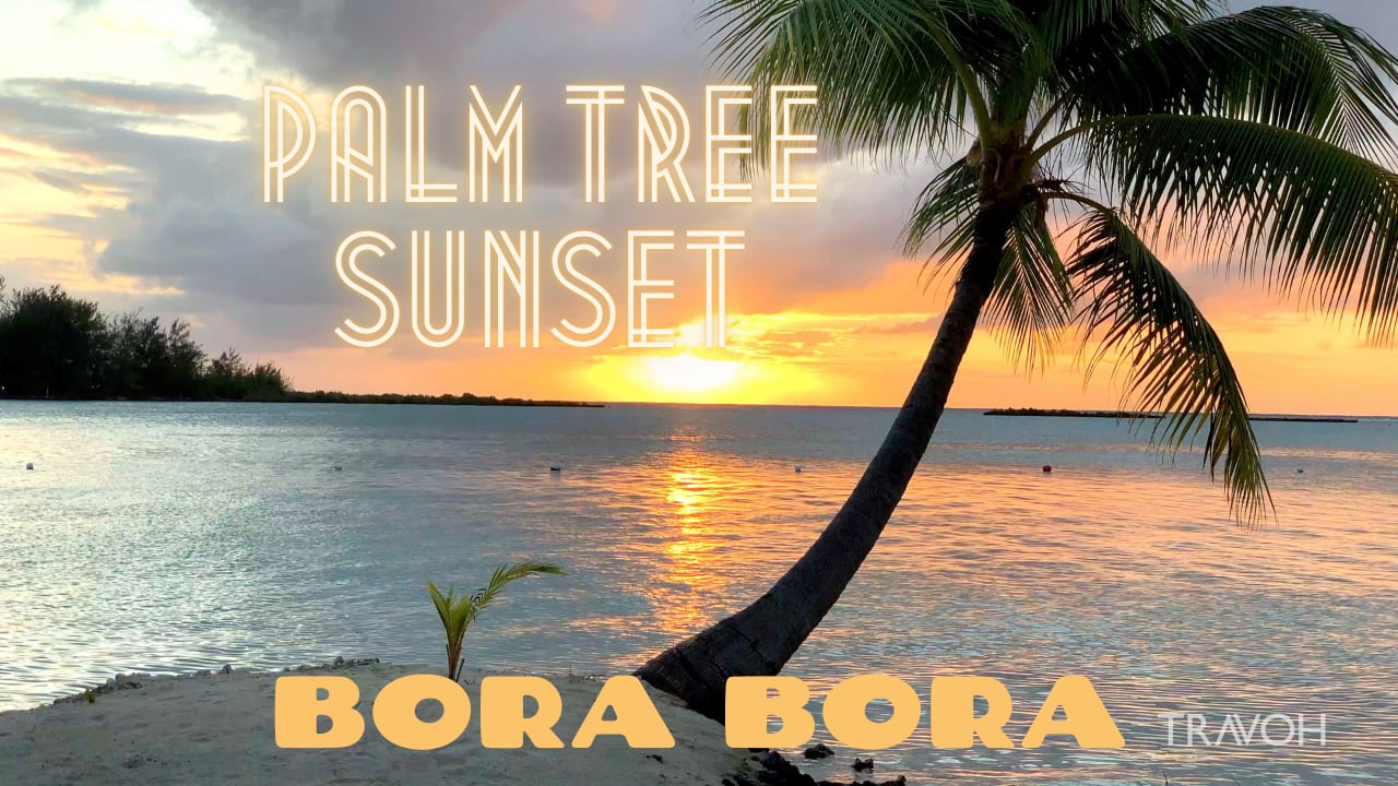 Palm Tree Sunset Relaxing Tropical Island Meditation Bora Bora