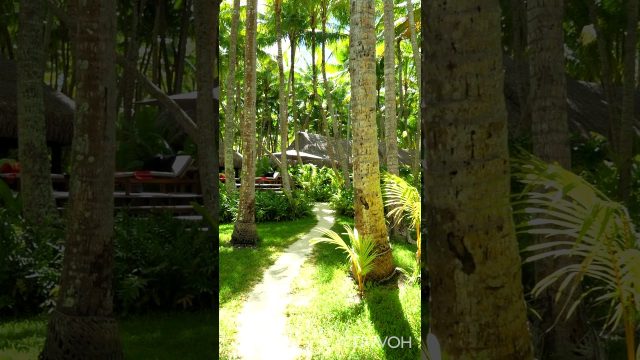 Paradise Island Walk - Palm Trees - Birds Singing - Motu Tane, Bora Bora, French Polynesia #shorts