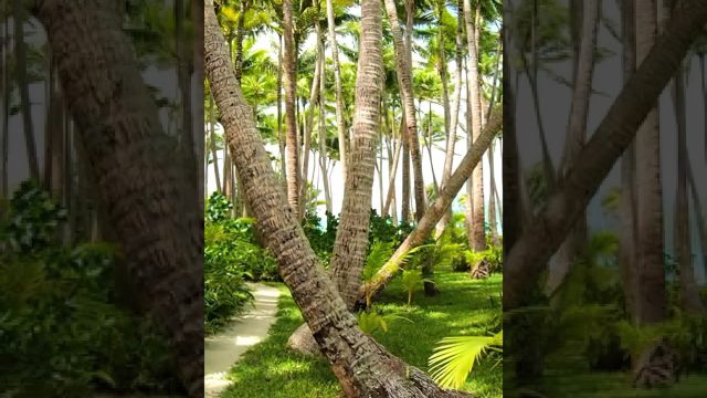 Private Island Walking Tour - Motu Tane, Bora Bora, French Polynesia - 4K Travel - #shorts