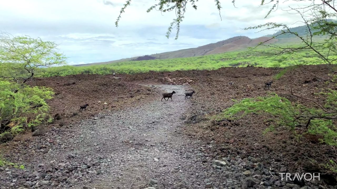 Wildlife & Nature - Pacific Ocean Sounds - Volcanic Beach - Maui, Hawaii, USA - 4K Travel