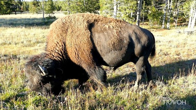 Yellowstone National Park - Wyoming, USA - Bison - Old Faithful Geyser - Nature - HD Travel Video