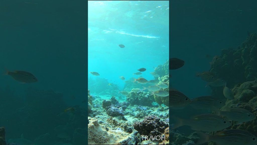 Private Island Tropical Fish Coral Reef Ocean Bora Bora, French