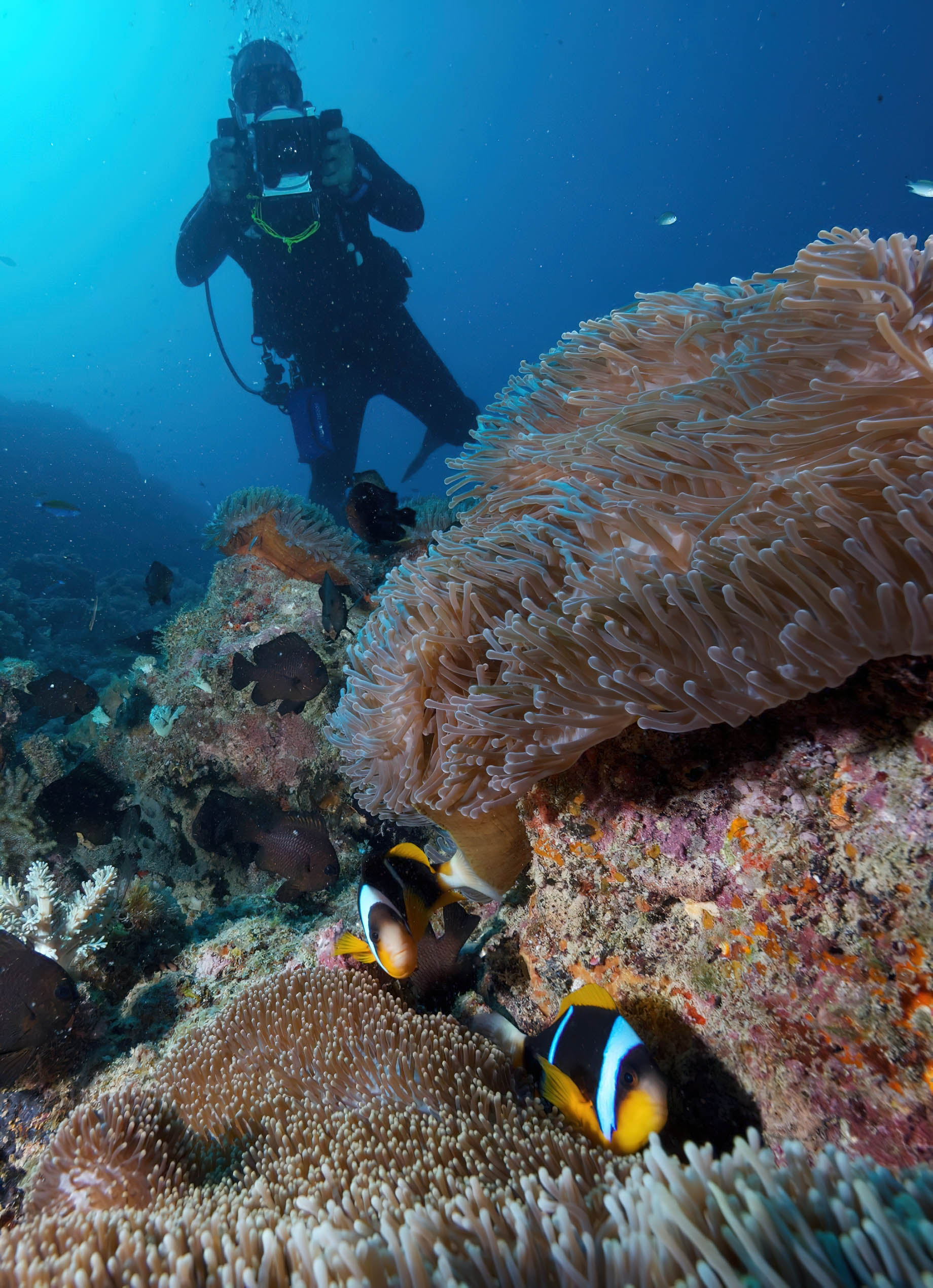Anantara Medjumbe Island Resort - Mozambique - Diving