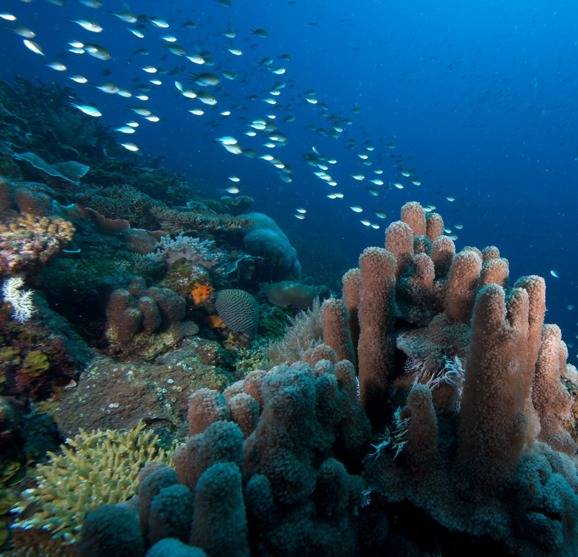 Anantara Medjumbe Island Resort – Mozambique – Diving