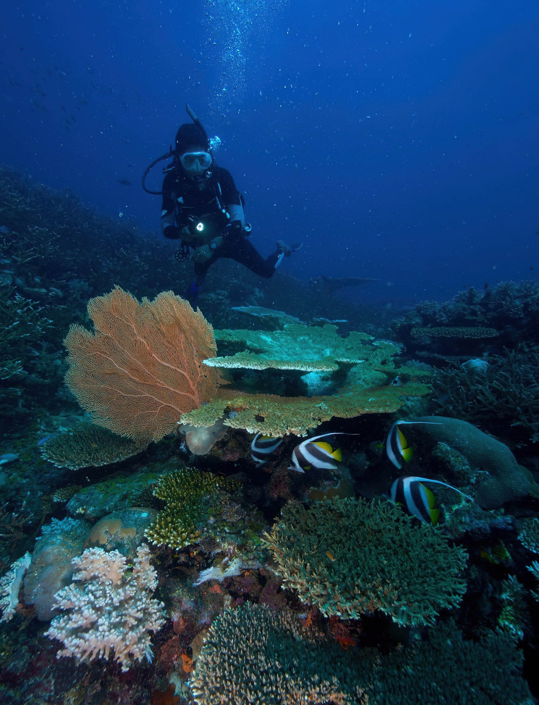 Anantara Medjumbe Island Resort – Mozambique – Diving