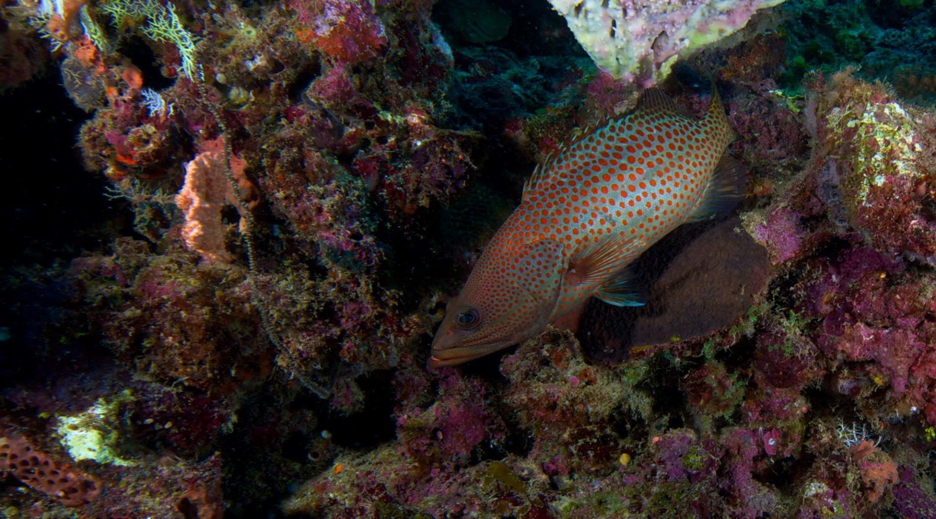 Anantara Medjumbe Island Resort - Mozambique - Diving