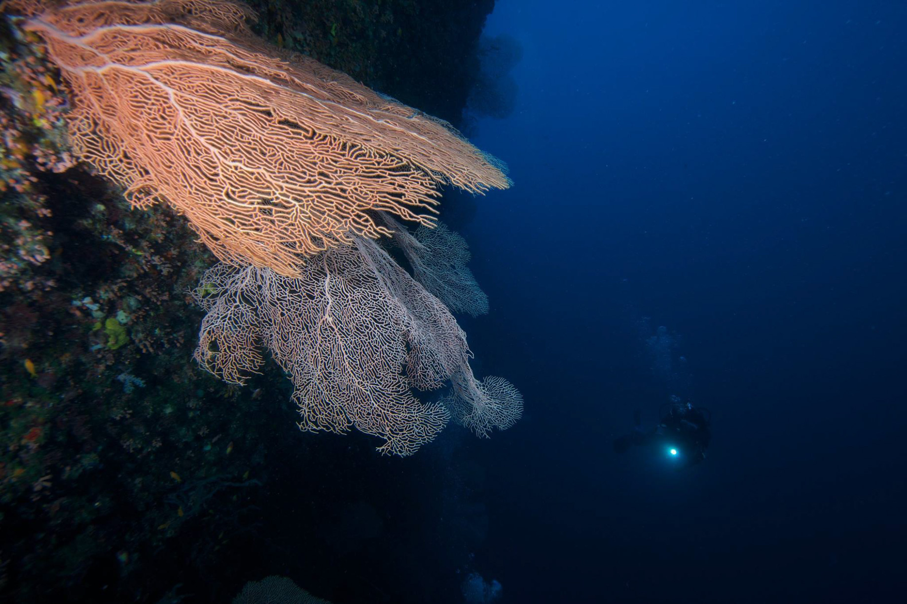 Anantara Medjumbe Island Resort – Mozambique – Diving