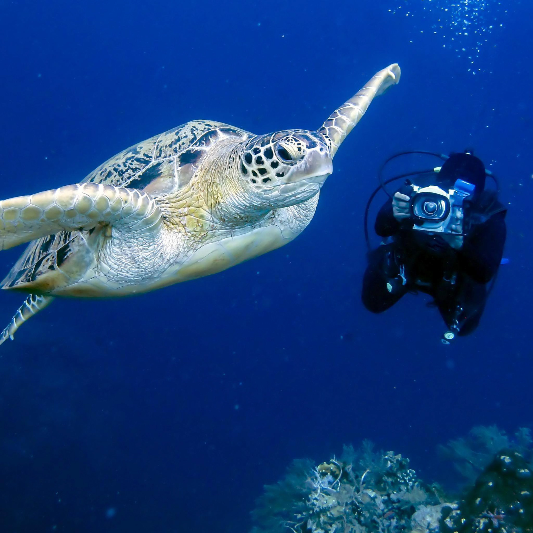 Anantara Medjumbe Island Resort - Mozambique - Diving