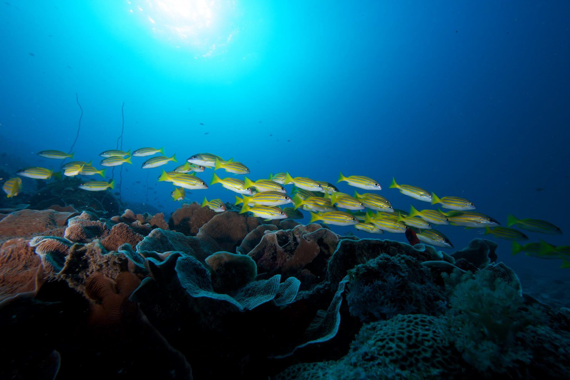 Anantara Medjumbe Island Resort – Mozambique – Diving