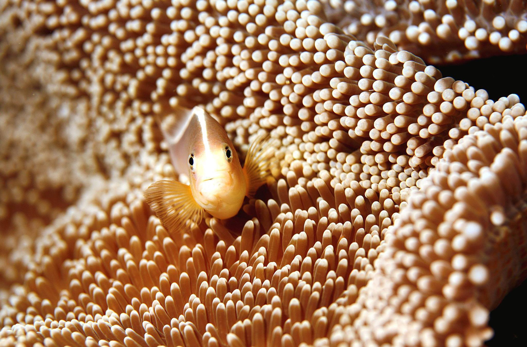 Anantara Medjumbe Island Resort – Mozambique – Diving