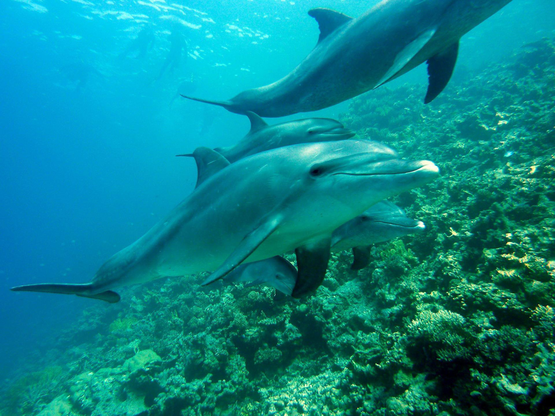 Anantara Medjumbe Island Resort – Mozambique – Dolphins