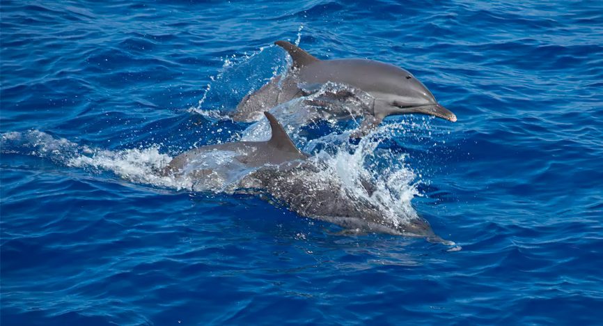 Anantara Medjumbe Island Resort - Mozambique - Dolphins